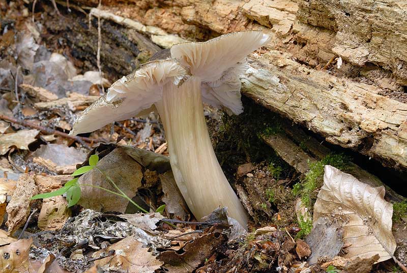 Megacollybia